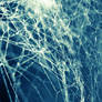 Spiderwebs - preview
