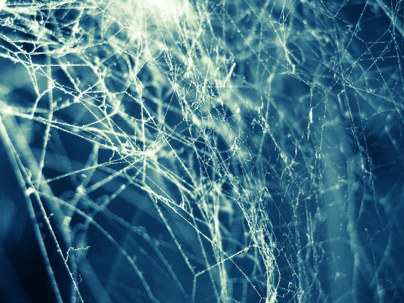 Spiderwebs - preview