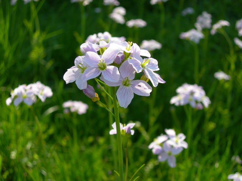 Flower reupload