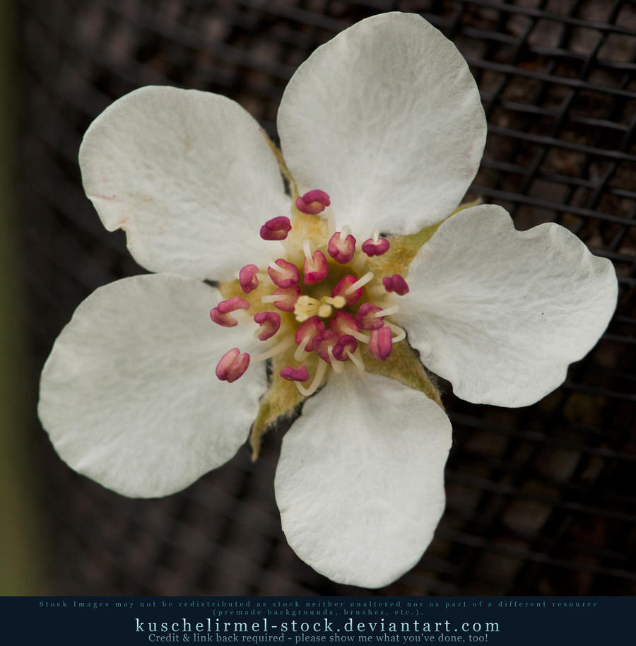 Spring Blossom