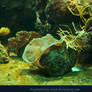 Underwater Reef 02