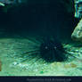 Underwater - sea urchin