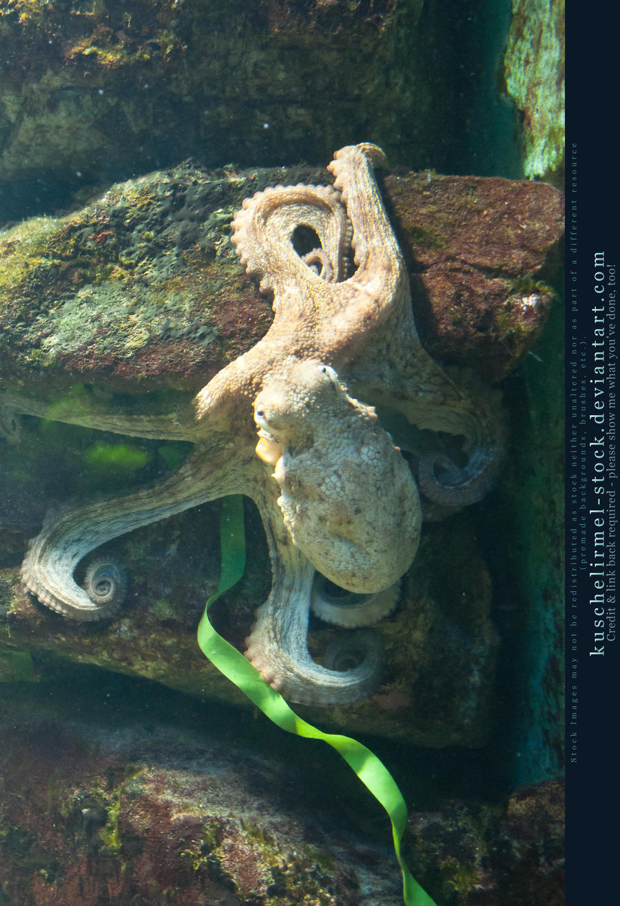 Underwater - octopus