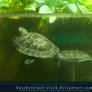 Underwater - turtles