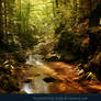 Forest River 02