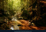 Forest River 02