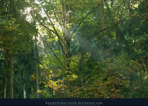 Rays of Sunlight through the Trees