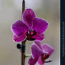 Pink Orchid