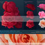 Roses Cut Out - Premium Stock