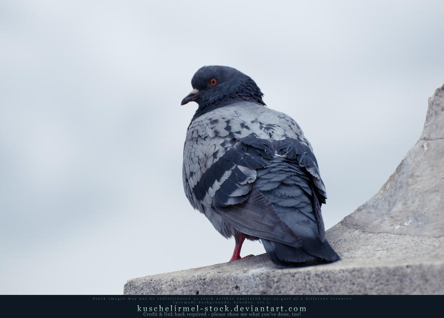 Pigeon I