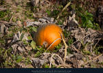 Pumpkin Patch 02 by kuschelirmel-stock