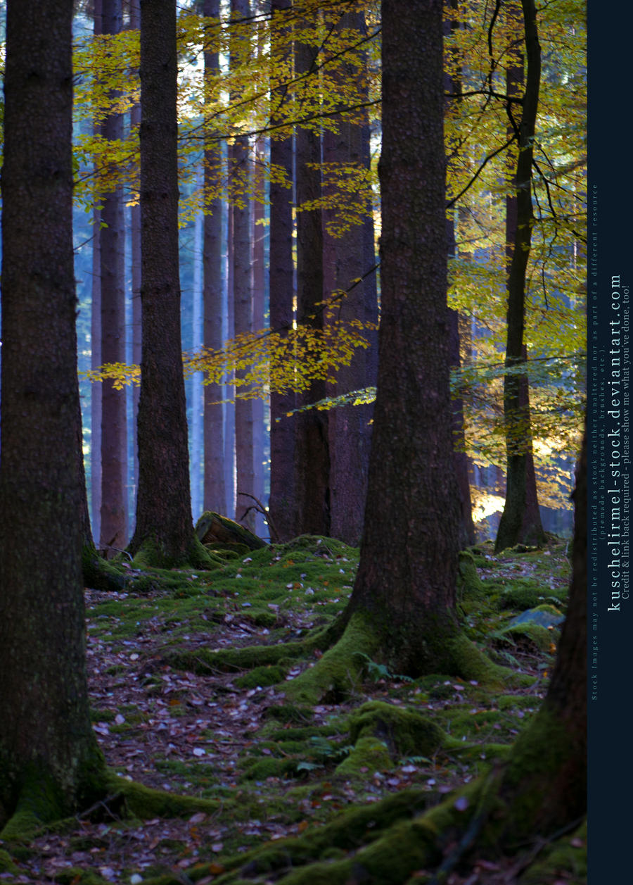 Grimm's Forest in October 07