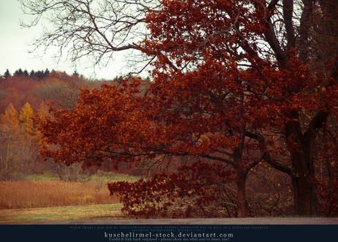 The Red Tree