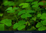 Clovers 03 by kuschelirmel-stock