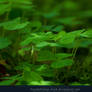 Clovers 02