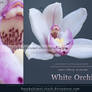 White Orchid Cut Out