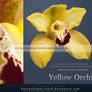 Yellow Orchid Cut Out