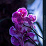 Orchids 06