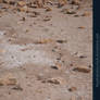 Dried Ground with Rocks Preview