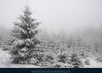 Winter Forest with Fog 09