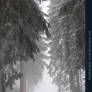 Winter Forest with Fog 06