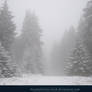 Winter Forest with Fog 05