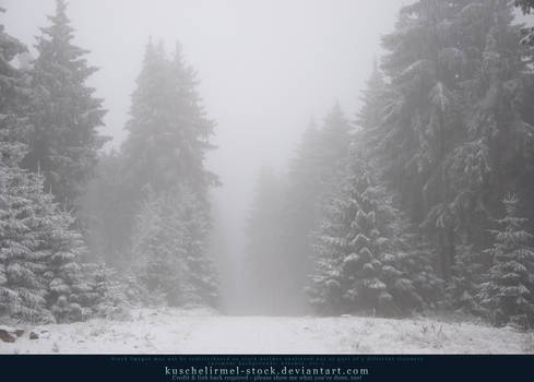 Winter Forest with Fog 05