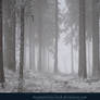 Winter Forest with Fog 04