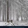 Winter Forest with Fog 02