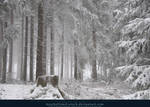 Winter Forest with Fog 02 by kuschelirmel-stock