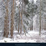 Winter Forest with Fog 01