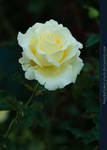 White Rose III by kuschelirmel-stock