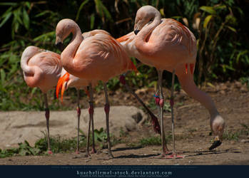 Flamingo 04