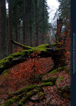 Green Moss and Red Leaves