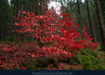 Red Leaves by kuschelirmel-stock