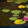 Fairy Pond 03