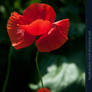 Red Poppies 03