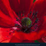 Red Poppies 06