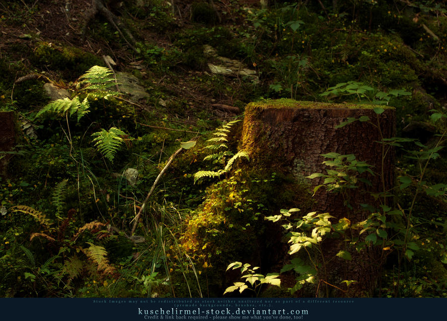 Magic Forest 05 by kuschelirmel-stock Magic Forest 05 by kuschelirmel-stock