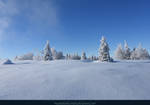 White Forest 01