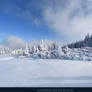 White Forest 05