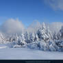 White Forest 07