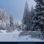 White Forest 09