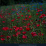 Poppy Field 07