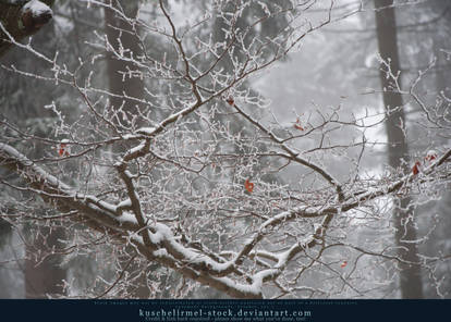 Snowy Branches I