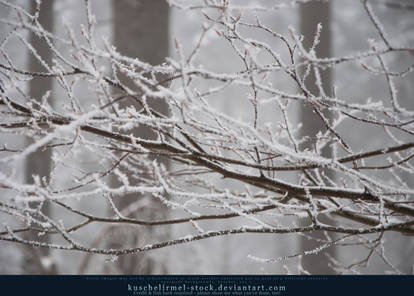 Snowy Branches II