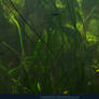 Underwater Plants Texture