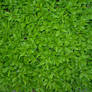 texture leaves