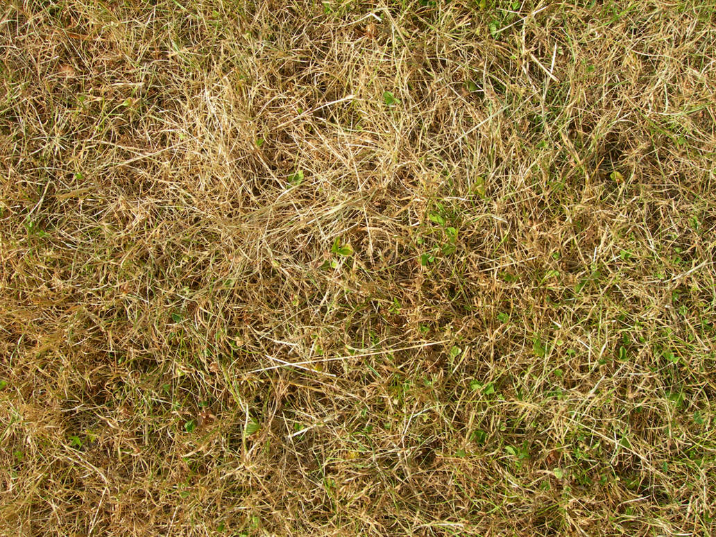 texture dead grass by kuschelirmelstock on DeviantArt