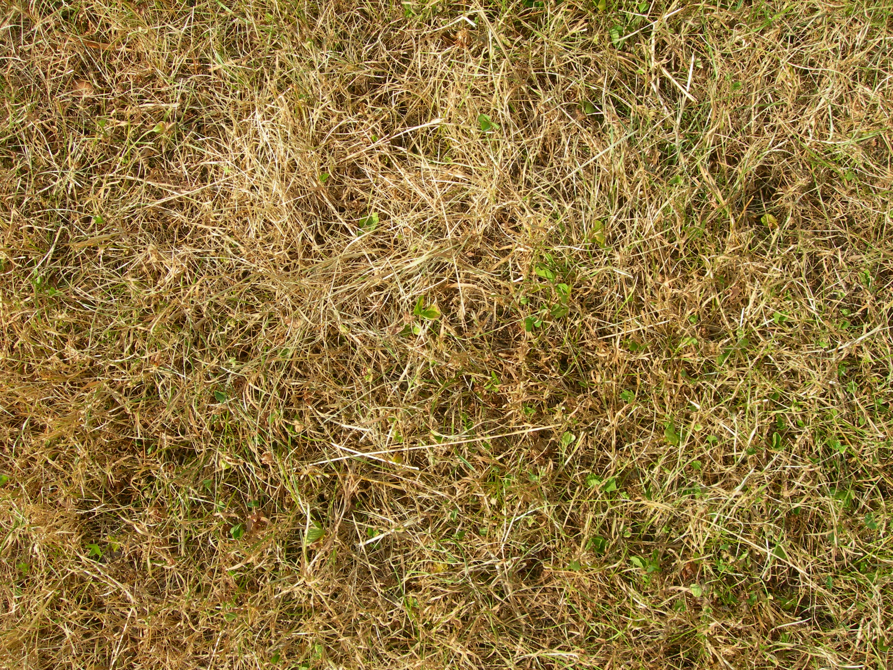 texture - dead grass